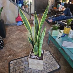 2ft Tall Sansevieria Snake Plants In Stone Pot With Shells