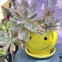 Ghost Plant Succulent 