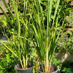 Sugarcane Plants 3-4ft tall