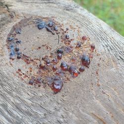 Pine Sap