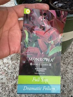 Red Dynamo Photinia shrub