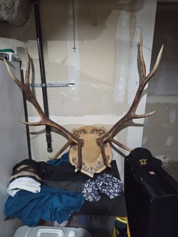 6x6 Bull elk mounted
