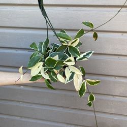 6” hoya queen 