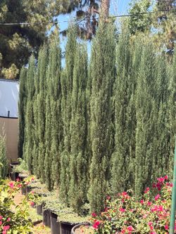 Italian cypress 8-9 feet tall when planted