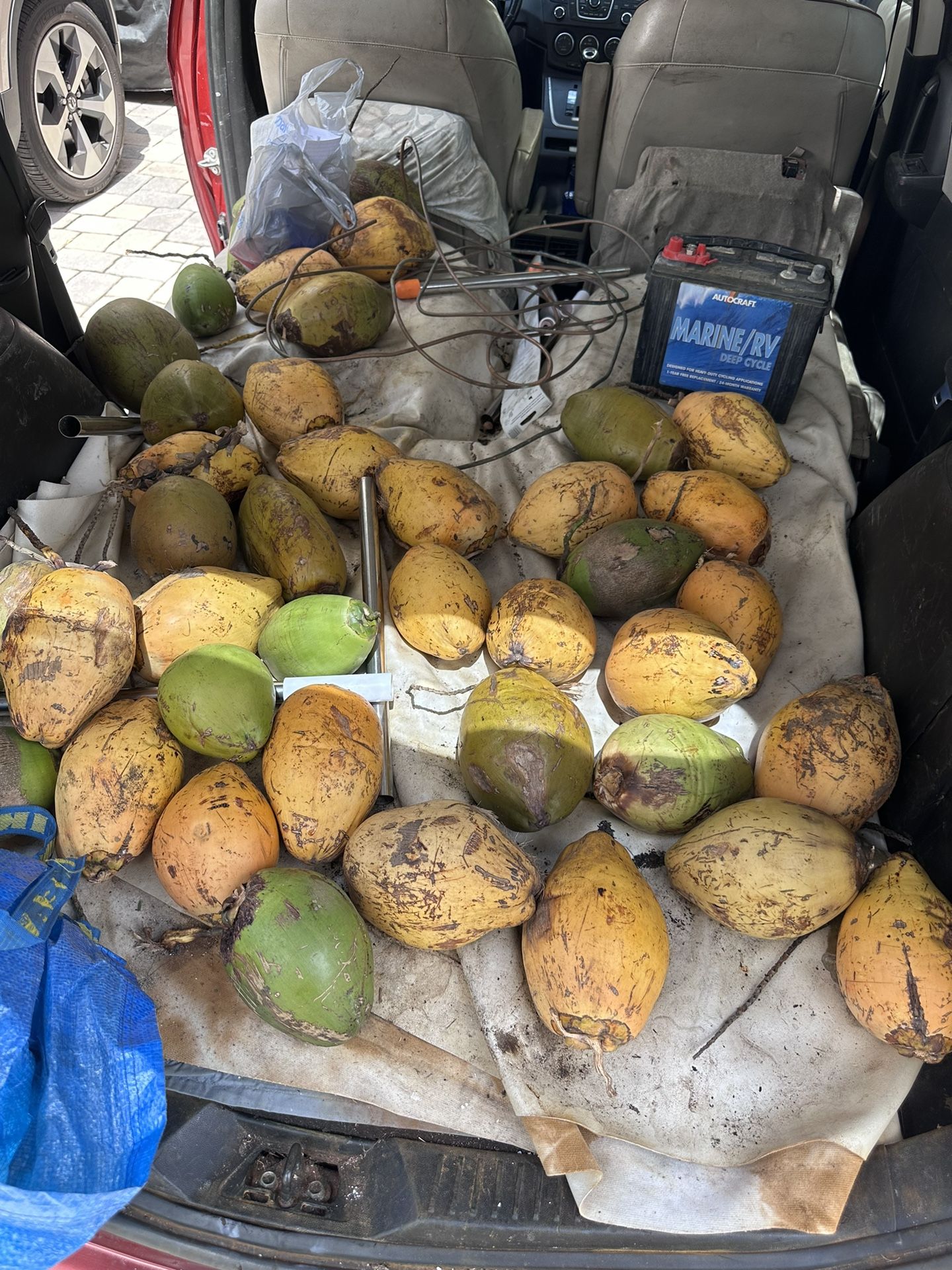 The Last 40 Coconuts For 30$