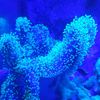 FarmHouse Aquatics 
