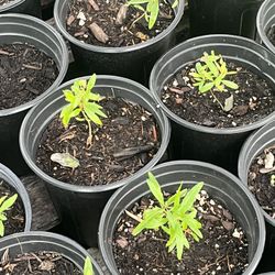 Wonderful And Azadi Pomegranate Seedlings 