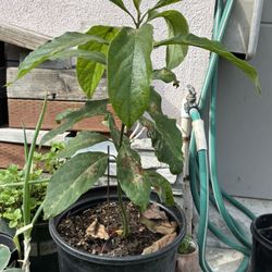 Avacado Tree