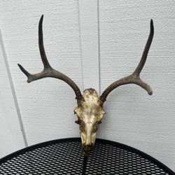 Deer Skull w/ Antlers – Real, As-Is, Rustic Decor / Taxidermy / Craft (Likely Mule Deer)