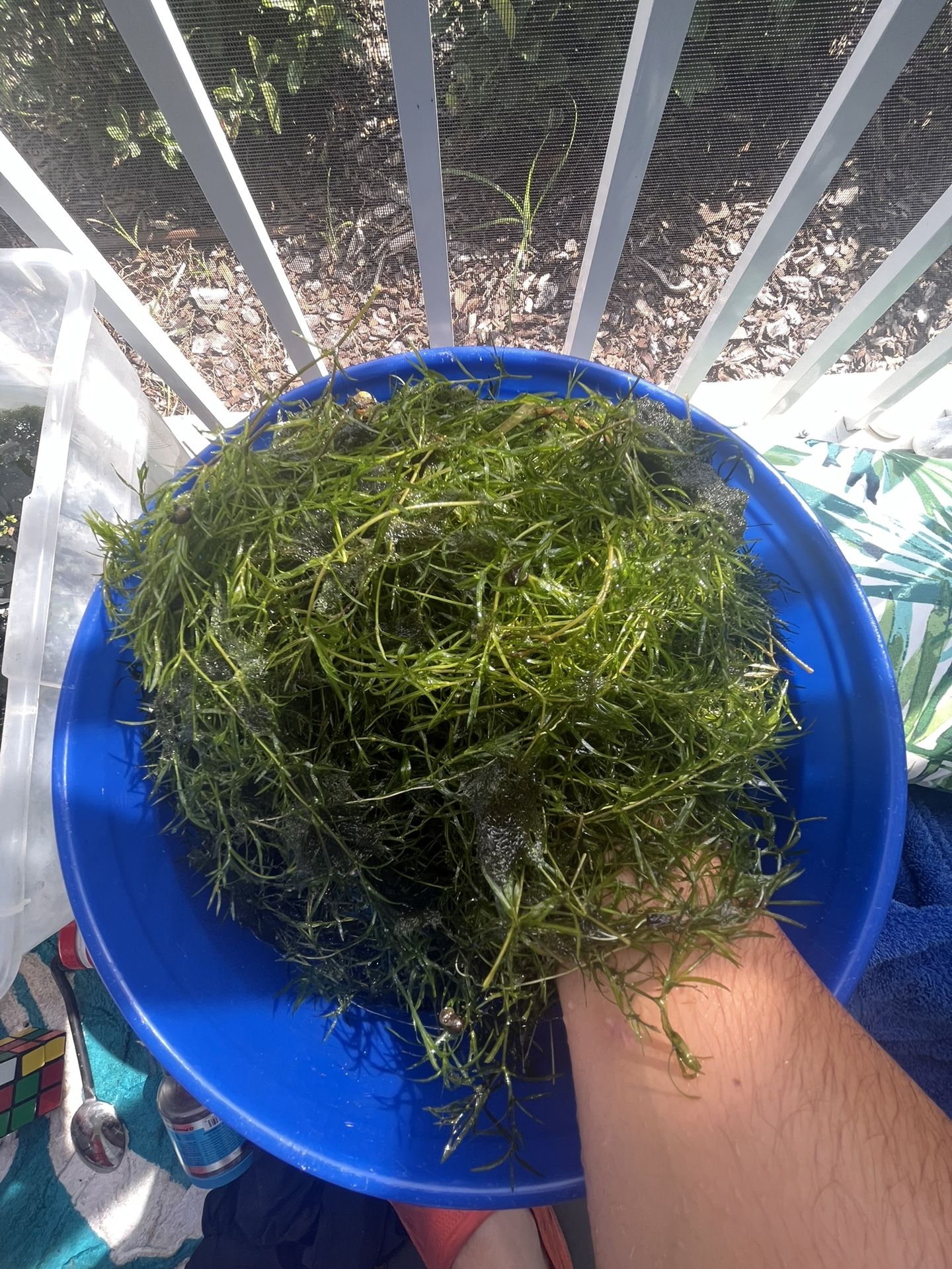 Guppy Grass
