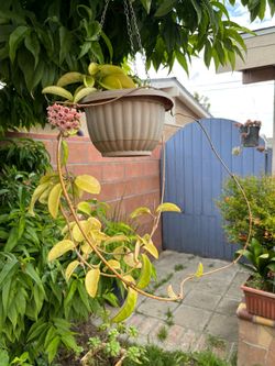 Beautiful Pink Star Hoya Flower Pot Chậu Lan Sao Đẹp  Blooming Beautiful & Light Scent 💕♥️