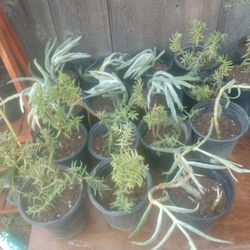 Plant Stand Sale 