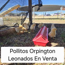 Pollitos Orpington Leonados