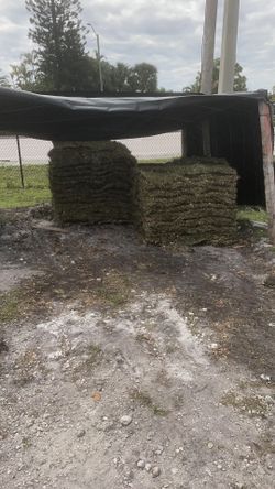 St Augustine Sod Pallet
