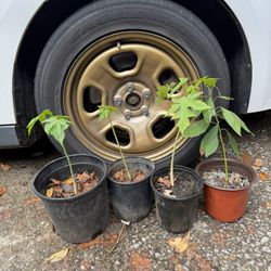 Papaya plants