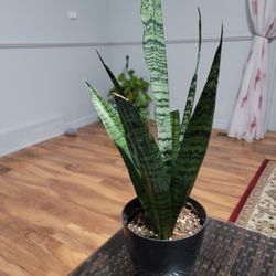 Snake plant