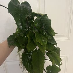 Live Anubias Aquarium Plants – Large & Medium