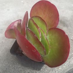 Beautiful Kalanchoes/Flapjacks