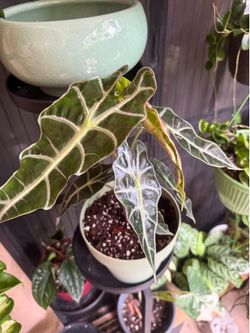 Alocasia polly