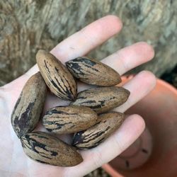 Pecans Picked From My Home