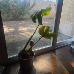 Monstera