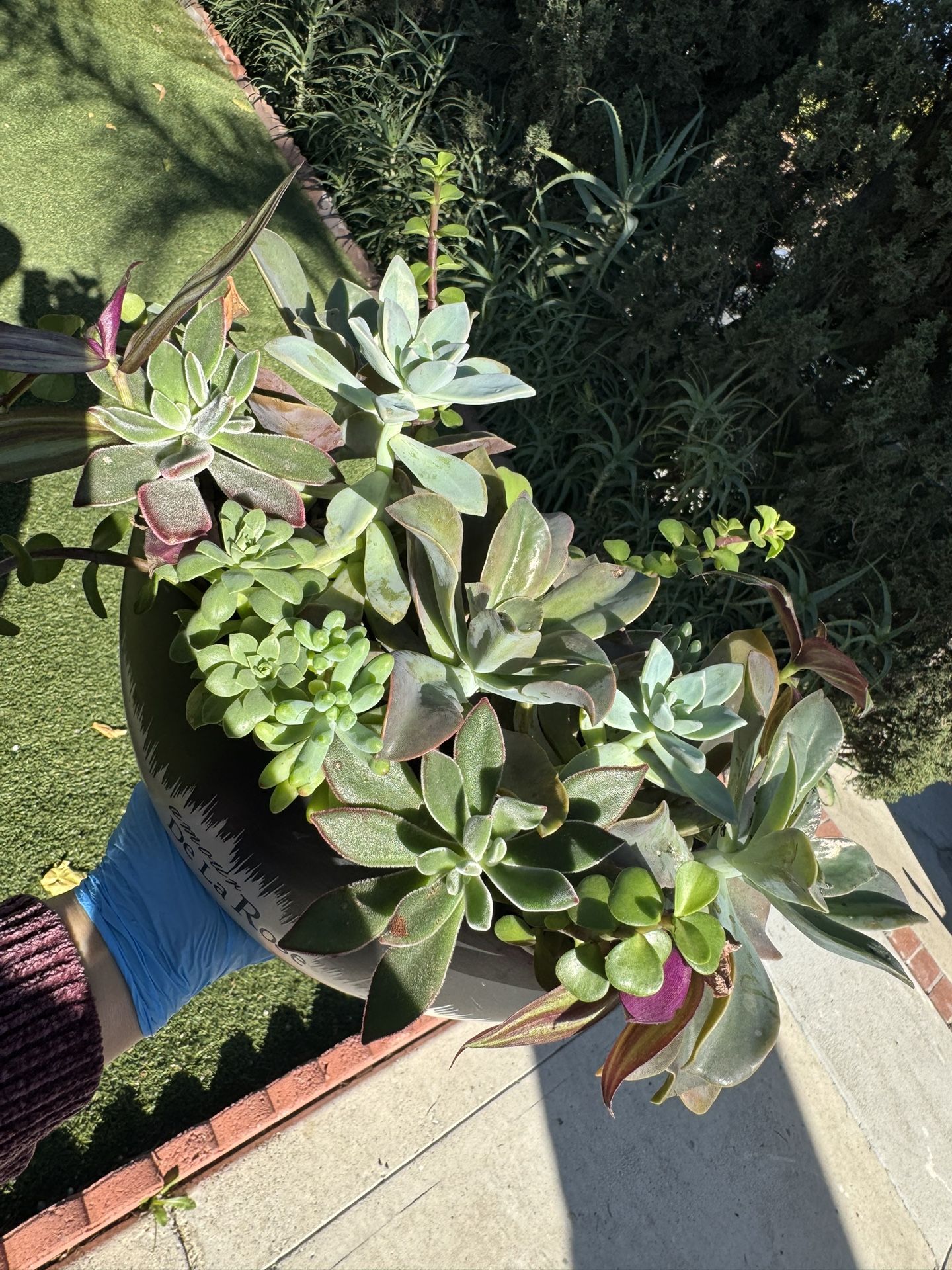 Gorgeous Succulent Arrangement