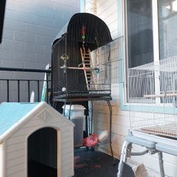 Bird Cage 