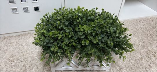 Faux Boxwood Plant in White Wood Planter