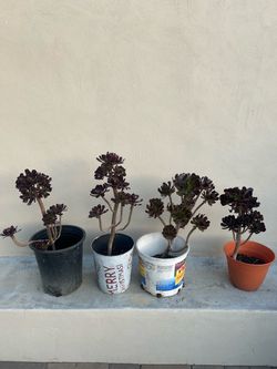 Black Rose Aeonium Plant