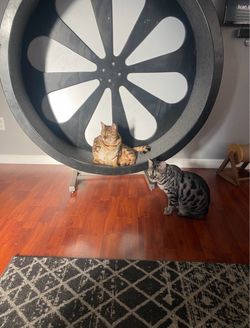 Large Cat Exercise Wheel