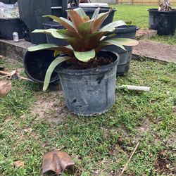 Imperial Agave And Fals Agave 15  Gallons 