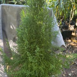 Lemon Cypress Pine $70each