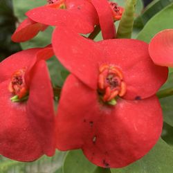 Corona de Cristo  / fror Grande