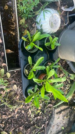 herb Culantro recao plant edible