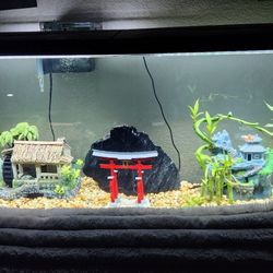 55 Gallon Fish Tank 