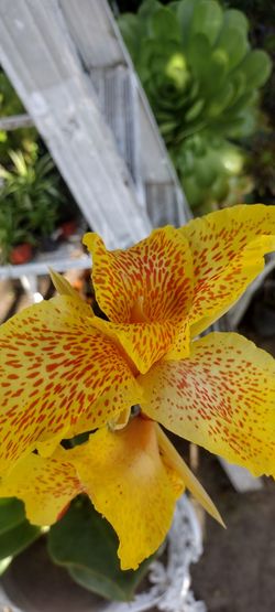 Hermosa planta natural