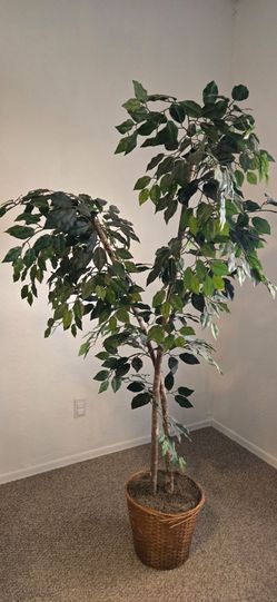 6ft artificial ficus tree