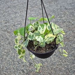 Njoy Pothos Plant 6" Pot 