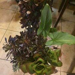 Plants For Sale!!!!! Lots Of Varieties 