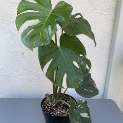 Thai Constellation Monstera 