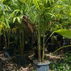 Clusias Arecas Probation Christmas Pains Foxtail Robellinis Podocarpus Foxtail Firn  Japanese Blueberry Traveler Pam's Topiaries Comes Spiral Balls 