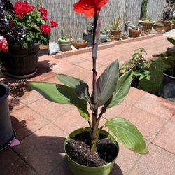 Canna Lily Red, In 1-1/2 gal pot 34” Tall, $16