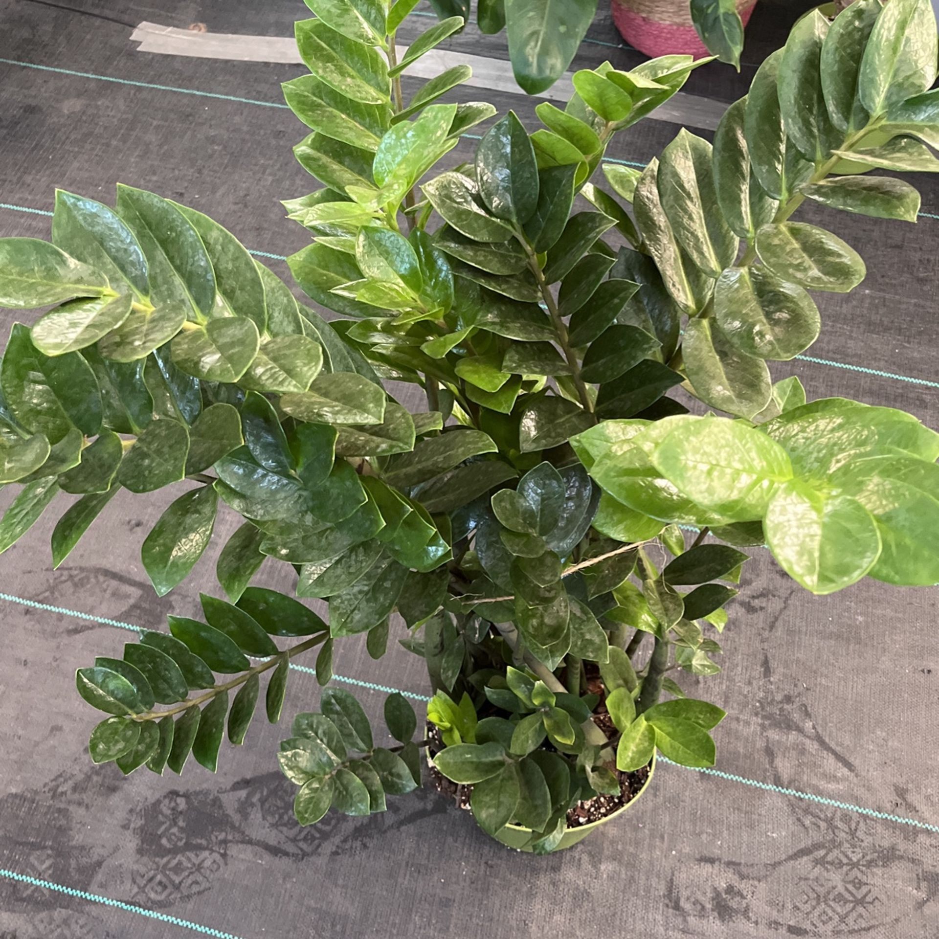 Xl Zz Plant On a 8 Inch Pot 