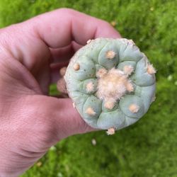 Rare Cactus