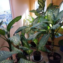 Dumbcare Plants AKA Dieffenbachia 