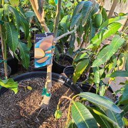 ÁRBOLES FRUTALES DE MANGOS EXÓTICOS