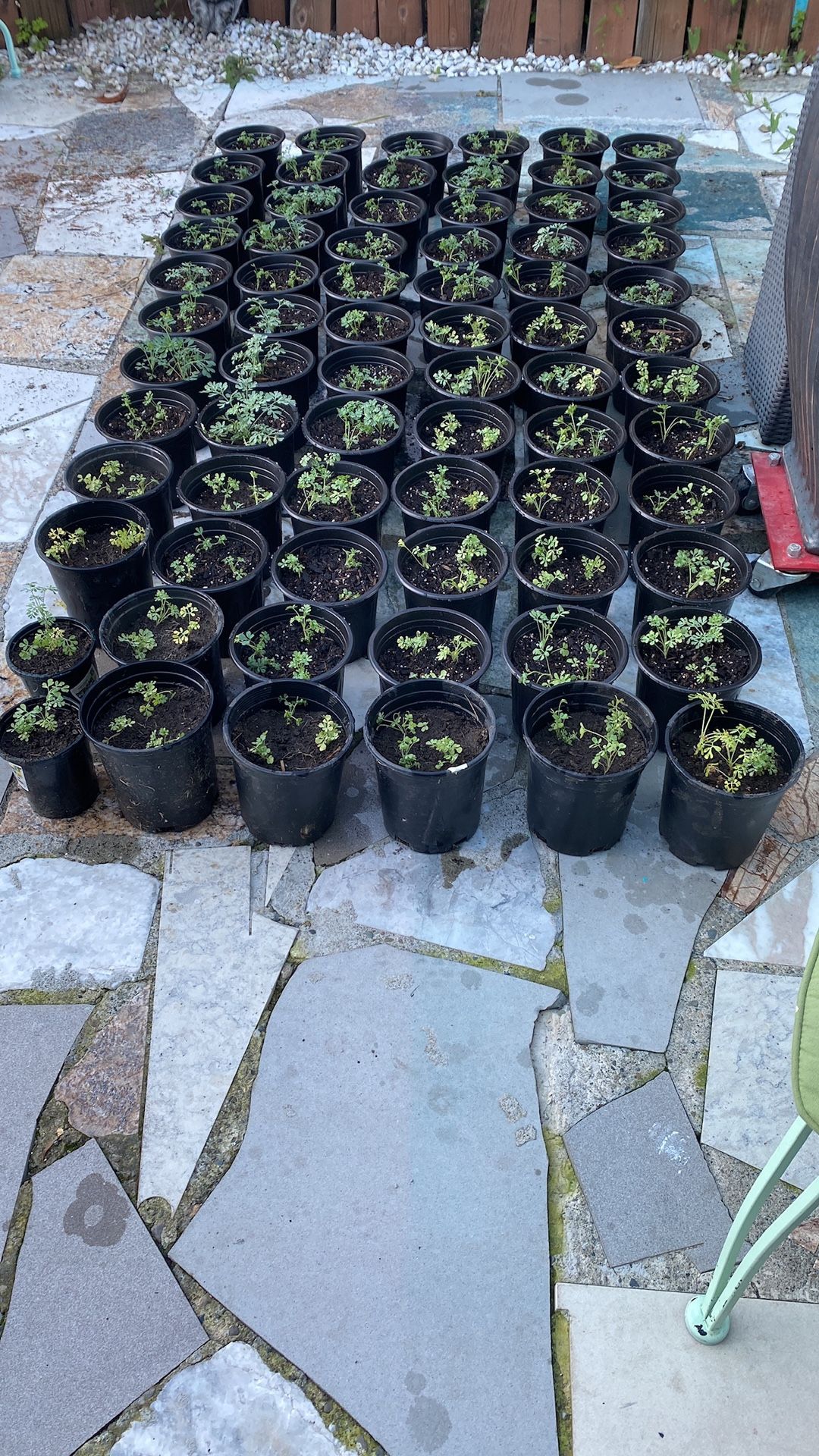 PLANTAS DE RUDA!! RUDA PLANTS