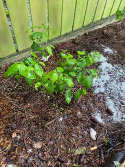 🌱 FRUIT PLANTS, HERBS, VEGETABLE STARTS & CUTTINGS FOR SALE / TRADE 🌱