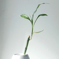 Lucky Bamboo Plant/ Indoor Plant/ House Plant Flower Patio Garden 