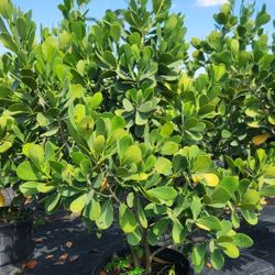 Beautiful Clusias Plants For Inmediate Privacy!!! 6 Feet Tall Measurements Over The Pot!!! Fertilized 